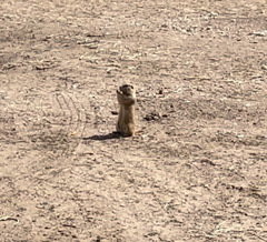 Cynomys ludovicianus