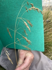 Poaceae