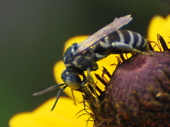 Triepeolus