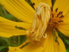 Cirrhophanus triangulifer