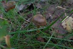 Basidiomycota