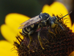 Triepeolus