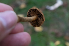 Basidiomycota