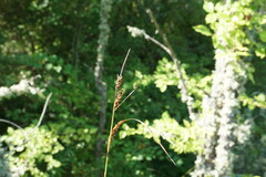 Carex flacca serrulata