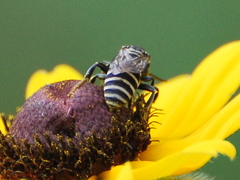 Triepeolus