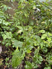 Cryptotaenia canadensis