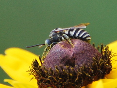 Triepeolus