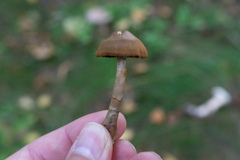 Basidiomycota