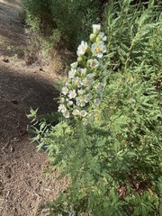 Chamaebatiaria millefolium