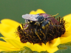 Triepeolus