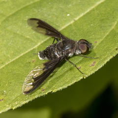 Anthrax argyropygus