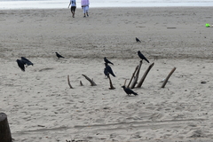 Corvus splendens