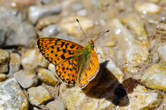 Boloria euphrosyne
