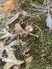 Craterellus