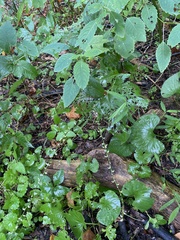Persicaria virginiana