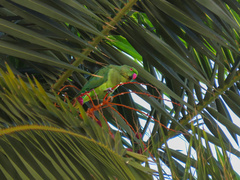 Psittacula krameri