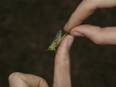 Stenobothrus lineatus