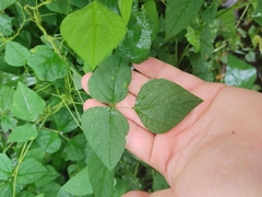 Amphicarpaea bracteata