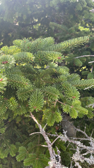 Euphorbia cyparissias