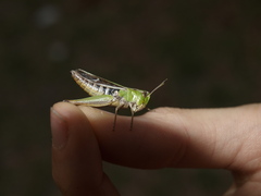 Stenobothrus lineatus