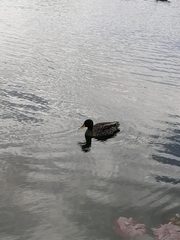 Anas undulata undulata