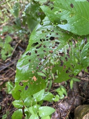 Persicaria virginiana