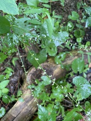 Persicaria virginiana