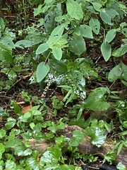Persicaria virginiana