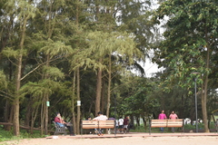 Pinus