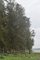 Pinus