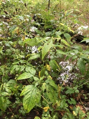 Cryptotaenia canadensis