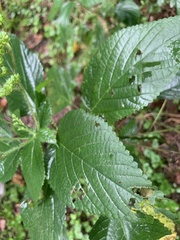 Laportea canadensis