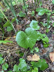 Asarum