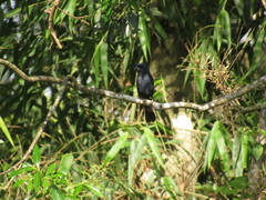 Cyanoloxia brissonii