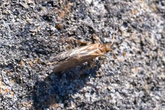 Pigritia