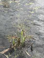 Alisma