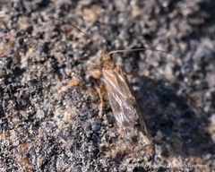 Pigritia