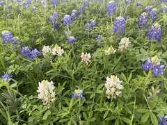 Lupinus texensis