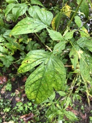 Cryptotaenia canadensis