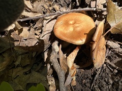 Lentinus arcularius