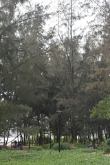Pinus
