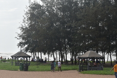 Pinus