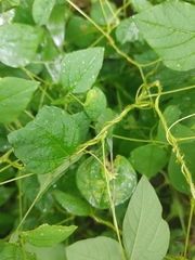 Amphicarpaea bracteata