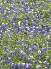 Lupinus texensis