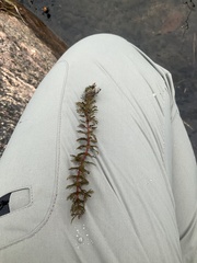 Myriophyllum