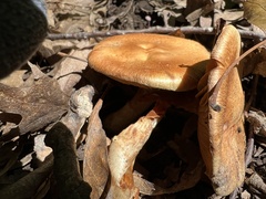 Lentinus arcularius