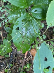 Persicaria virginiana