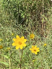 Bidens trichosperma