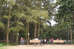 Pinus