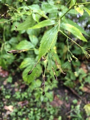 Cryptotaenia canadensis